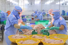 La filière du pangasius de la province d’An Giang s’oriente vers une croissance durable. Photo: VNA