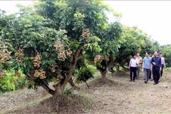 Le longane de Hung Yên. Photo: VNA