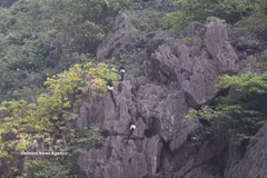 Des langurs de Delacour, espèce de primate rare et endémique du Vietnam, observés dans la Réserve naturelle des zones humides de Vân Long, province de Ninh Bình.