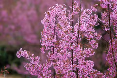 Mu Cang Chai se pare de rose avec la floraison des pêchers sauvages "tớ dày"