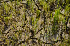 En raison d'une sécheresse sévère, les champs de riz des agriculteurs de la commune de Liên Son Lắk, province de Dak Lak, font face à un risque de perte totale. Photo: VNA