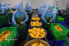 Le Vietnam et la Mongolie disposent d’importants potentiels de coopération, notamment dans le commerce. Photo: VNA