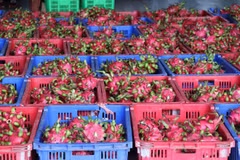 Les fruits du dragon de Tiên Giang. Photo: VNA