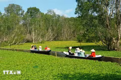 Des touristes visitent la forêt de cajeput de Tra Su, province d'An Giang. Photo: VNA