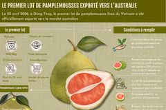 Le premier lot de pamplemousses de Dông Thap exporté vers l’Australie 