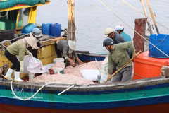 Bateaux de pêche côtière dans la commune de Giao Ninh, province de Ninh Binh. Photo: VNA