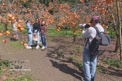 Des touristes à Môc Châu. Photo: VNA