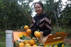 Des oranges destinées à l'exportation. Photo: VNA