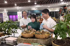 Le ginseng de Ngoc Linh : une expérience culturelle au cœur de Da Nang