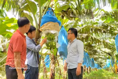 Les nouvelles technologies variétales, moteur de la montée en gamme de l’agriculture vietnamienne. Photo: VNA