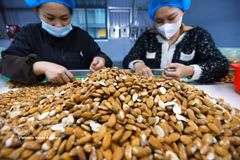 Tri et transformation d’amandes destinées à l’exportation à l’usine de Gold Tree Food Vietnam Co., Ltd. (entreprise à capitaux 100 % chinois), située dans la zone industrielle de Tu Ha, à Huê. Photo: VNA