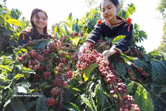 Le café figure parmi les principaux produits d’exportation du Vietnam affichant une forte croissance. Photo: VNA