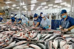 Transformation des pangasius pour l'exportation. Photo: sggp.org.vn
