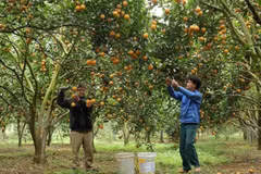 Les habitants de la province de Hoa Binh récoltent des oranges. Photo: VNA