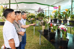 Exposition et une présentation de fleurs d’orchidées, de bonsaïs et de pierres ornementales provenant des trois régions du pays. Photo: VNA
