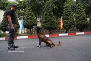 Les chiens d’intervention, des gardiens à quatre pattes
