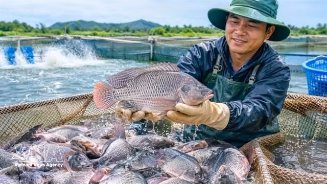 Les exportations de tilapia du Vietnam ont atteint 90 millions de dollars au cours des huit premiers mois de l'année, soit une hausse de 43 % par rapport à la même période de l'année dernière. Photo : VNA