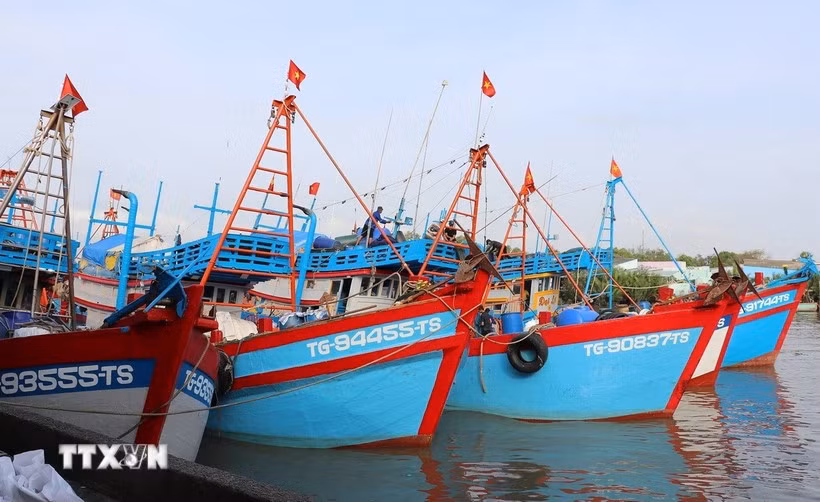 La flotte de navires de grande capacité aptes à pêcher dans des zones de pêche éloignées telles que Côn Dao, Truong Sa et DK1 représente 60 % du total. Photo : VNA