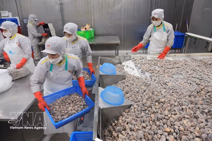 Préparation de palourdes destinées à l’exportation dans l’usine de la Société par actions d’import-export des produits aquatiques de Thanh Hoa, province de Thanh Hoa. Photo : VNA
