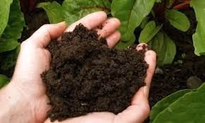 La tourbe, un atout clé pour le développement de l’agriculture verte au Vietnam. Photo: Internet