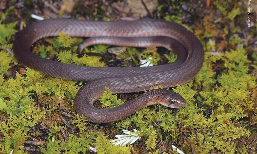 Rhabdophis hmongorum, également connu sous le nom de carène H’mông, est une espèce de Colubridés découverte sur le mont Fansipan au Vietnam. Photo : WWF/CVN