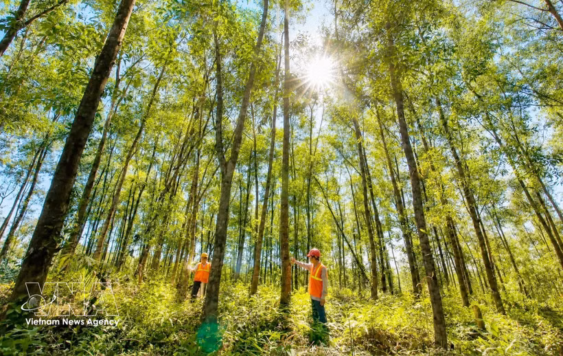 La province de Quang Tri accélère le développement des plantations forestières destinées à la production de bois de gros diamètre. Photo : VNA