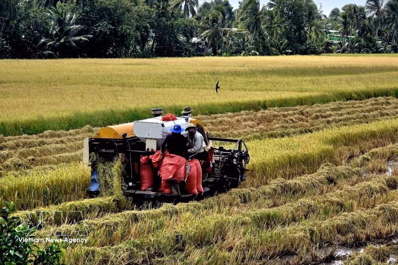 Utilisation de machines agricoles pour la récolte du riz d’été-automne. Photo d’illustration : VNA