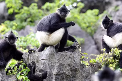 Des recensements récents indiquent que le pays abrite entre 562 et 570 langurs de Delacour répartis en 81 à 82 groupes, dont environ 95% sont concentrés dans la province de Ninh Binh.