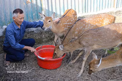 M. Nguyên Dinh Kiên, secrétaire de la cellule du Parti de la commune de Sam Mun, à Diên Biên, fait fortune grâce à un modèle d'élevage de cerfs. Photo: VNA