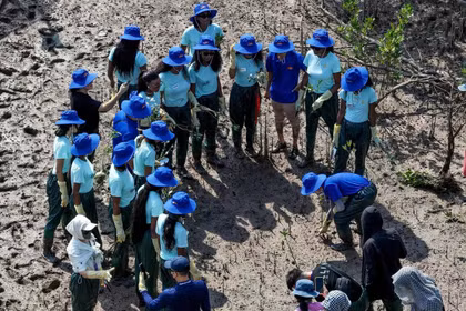Un guide présente aux candidates à Miss Monde 2026 un aperçu de l'écosystème local ainsi que du rôle des forêts dans le paysage côtier et dans la vie de la flore et de la faune. Photo : VnExpress