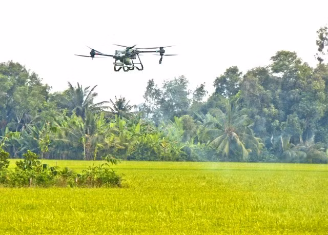 Un drone est utilisé pour pulvériser des pesticides afin de protéger la rizière d'hiver-printemps dans la ville de Cân Tho, dans le delta du Mékong. Photo: VNA