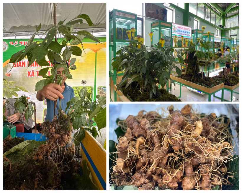 Le ginseng de Ngoc Linh (Panax vietnamensis). Photo: CVN