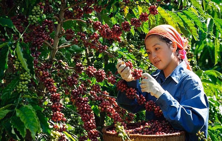 Une agricultrice récoltant du café. Photo : vietnamdecouverte.com