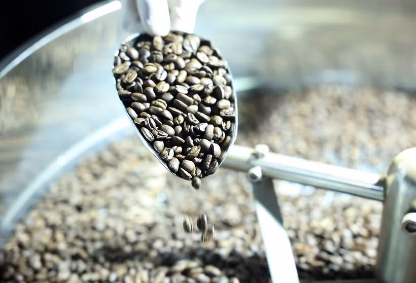 Selon le ministère de l’Agriculture et de l’Environnement, au cours des quatre premiers mois de l'année, le café a été un moteur de croissance des exportations avec près de 4 milliards de dollars, en hausse de 51% par rapport à la même période 2024. Photo: VNA