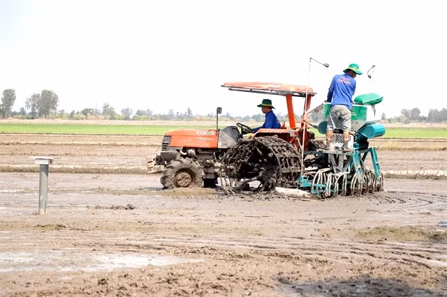 Les agriculteurs de la ville de Cân Tho effectuent le semis dans les champs dans le cadre du Projet de développement durable d’un million d’hectares de riziculture de haute qualité et à faibles émissions, associés à une croissance verte dans le delta du Mékong pour 2030. Photo : VNA