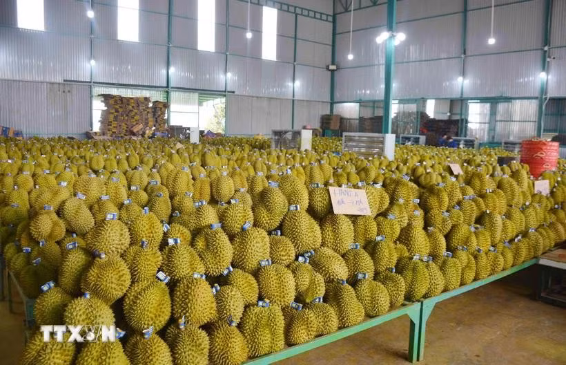 Le Vietnam a exporté pour 3,4 milliards de dollars de durians vers des pays étrangers en 2024. Photo : VNA