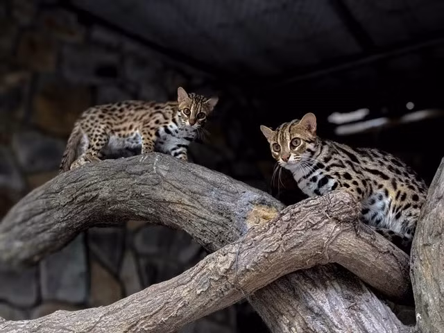Le cadre naturel combiné aux sons de la faune nocturne offre une perspective nouvelle sur le zoo et les jardins botaniques de Sài Gòn. - Photo sgtt.thesaigontimes.vn