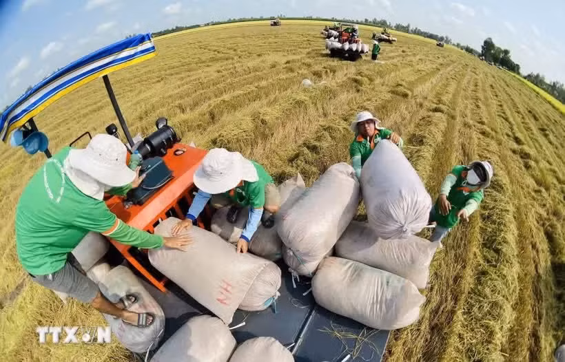 Le Vietnam a exporté 3,3 millions de tonnes de riz, d'une valeur de 1,57 milliard de dollars, au cours des quatre premiers mois de 2026. Photo: VNA