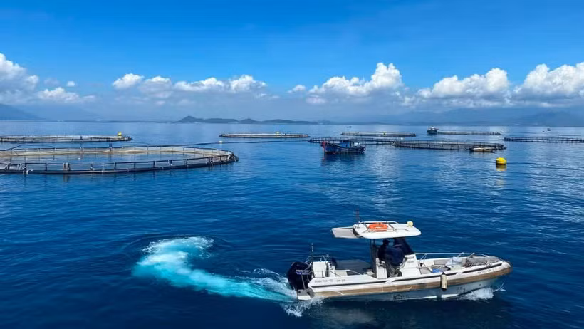 Zone d'élevage de barramundis en eau profonde utilisant des technologies de pointe, exploitée par Australis Vietnam Seafood Co., Ltd. dans la baie de Van Phong, province de Khanh Hoa. Photo: NDEL