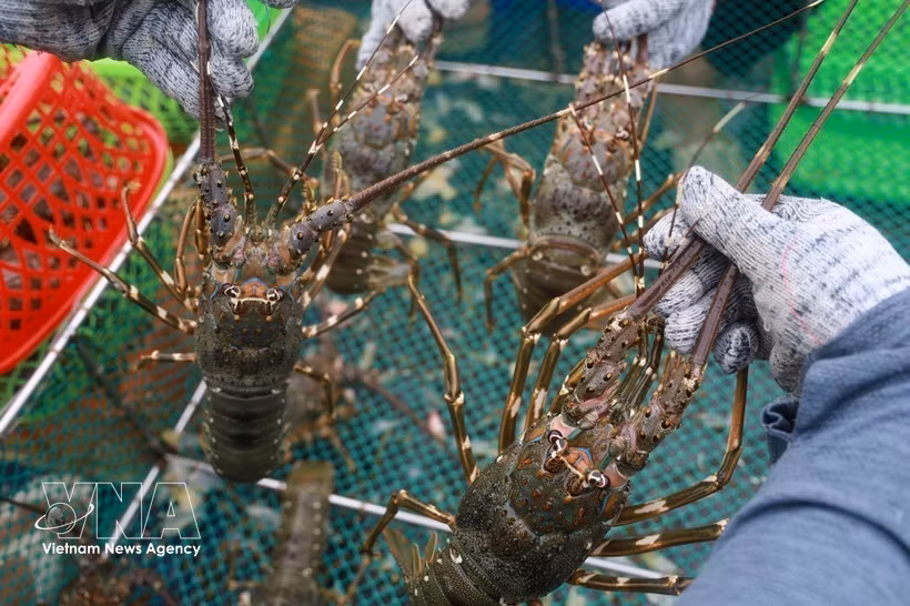 Les exportations de homards devraient entrer dans le club des produits à un milliard de dollars cette année. Photo: VNA