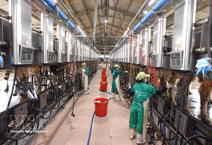 Collecte de lait à la ferme laitière de Vinamilk, située dans la zone d'élevage centralisée de Nhon Tân, dans la commune d'An Nhon Tây, province de Gia Lai. Photo : VNA