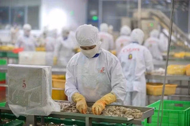 La reconnaissance officielle par les États-Unis de l'équivalent du système vietnamien de contrôle de la sécurité alimentaire de poisson tra vietnamien exporté vers les Etats-Unis rehausse la confiance des importateurs américains, contribuant à augmenter le volume et la valeur d’exportation de ce produit. Photo: VNA