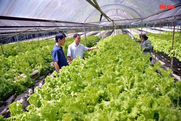 Un modèle de culture hydroponique de légumes, dans la commune de Nhuân Duc, district de Cu Chi, Hô Chi Minh-Ville. Photo: baotintuc.vn