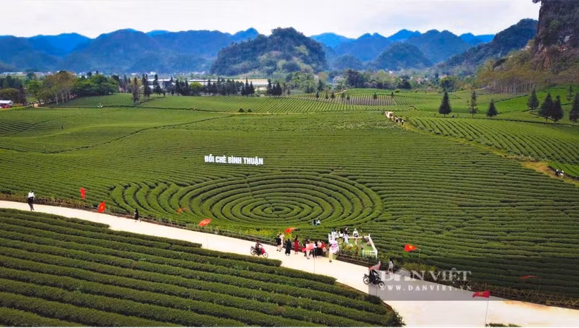 Les collines de thé de la commune de Binh Thuân, au pied du col de Pha Đin, attirent les touristes en quête d'expériences uniques. Photo : danviet.vn