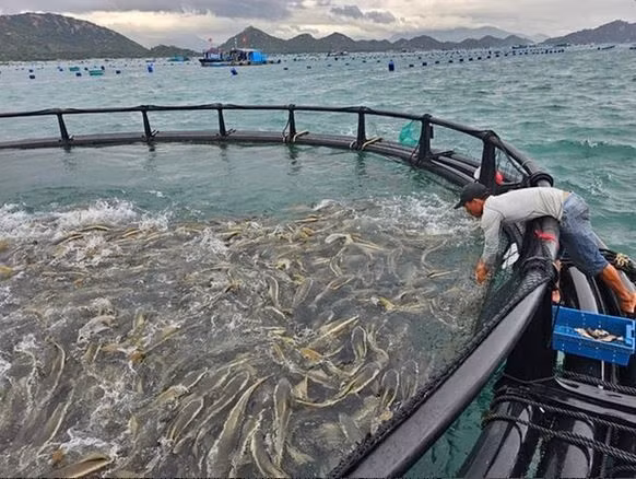 Khanh Hoa lance un projet pilote d’aquaculture offshore de haute technologie Photo : baochinhphu.vn