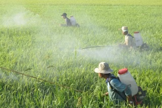 Le contrôle de l'utilisation des produits phytosanitaires contribue à garantir la santé des personnes et des animaux ainsi que la protection de l'environnement. Photo: chinhphu.vn