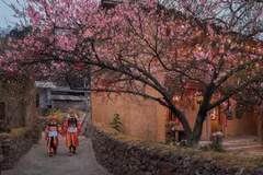 Floraison des cerisiers à Lũng Cú (province de Tuyên Quang). Photo : VNA