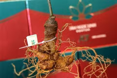 Ginseng de Ngoc Linh. Photo : VNA