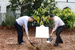 Le secrétaire général du Parti communiste du Vietnam et président de la République Tô Lâm et le Premier ministre Lawrence Wong plantent un arbre au Jardin botanique de Singapour. Photo : VNA