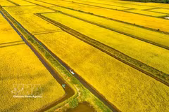 Une rizière dans la commune de Vĩnh Mỹ, province de Cà Mau, vue du ciel. Photo / VNA